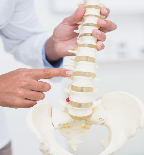 Columna Vertebral